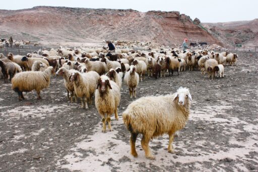 Is wool vegan? 5 secrets of the wool industry