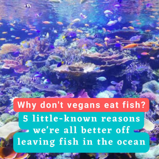Why don't vegans eat fish? 5 little-known reasons we're all better off leaving fish in the ocean