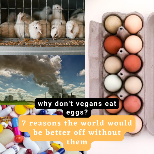 Why don't vegans eat eggs? 7 eye-opening reasons the world is better off without eggs