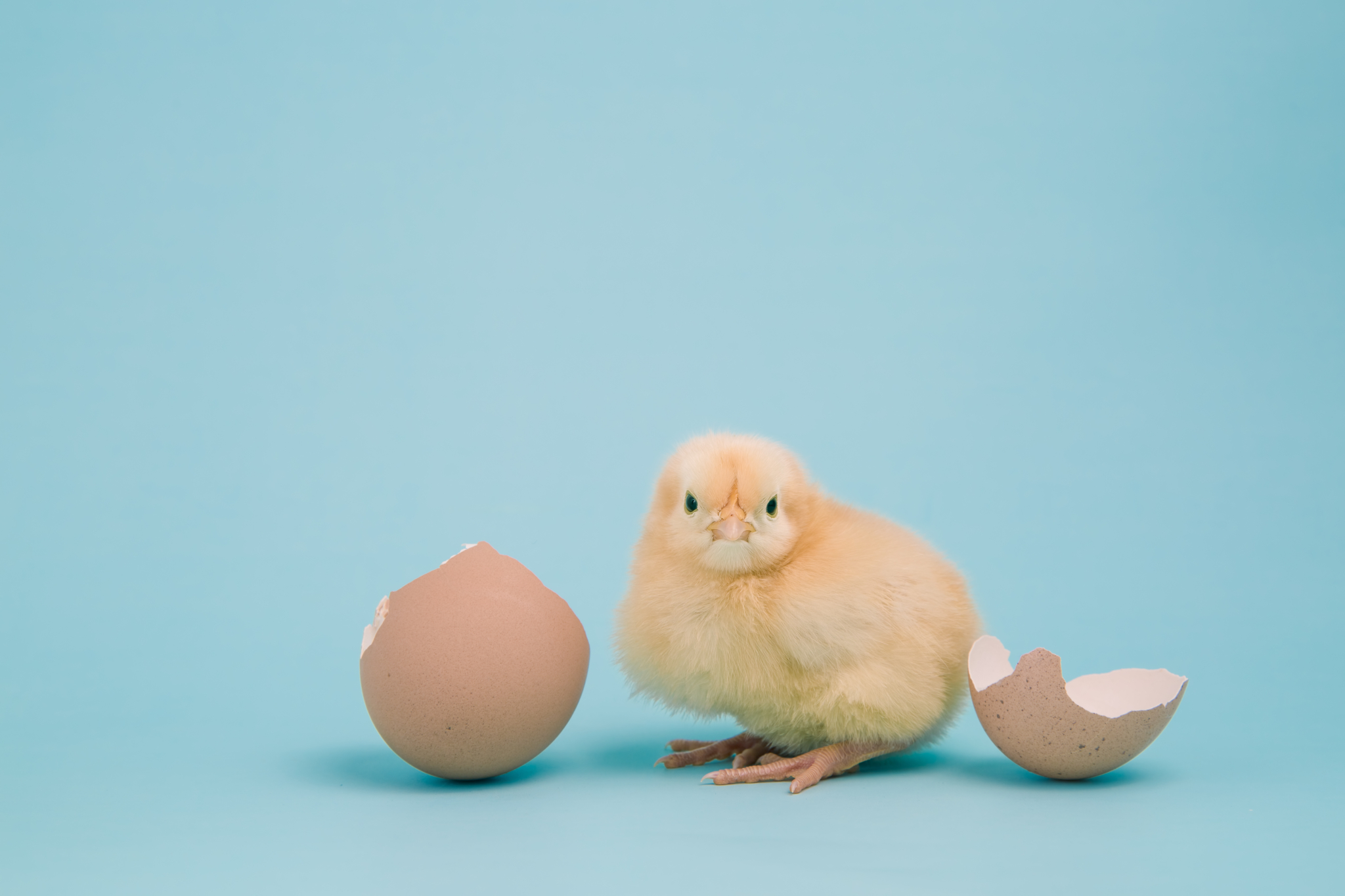 Why don’t vegans eat eggs? 7 reasons the world would be better off